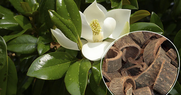 magnolia-bark